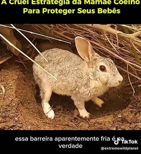 Estratégia Cruel da Mãe Coelho para Proteger Seus Filhotes