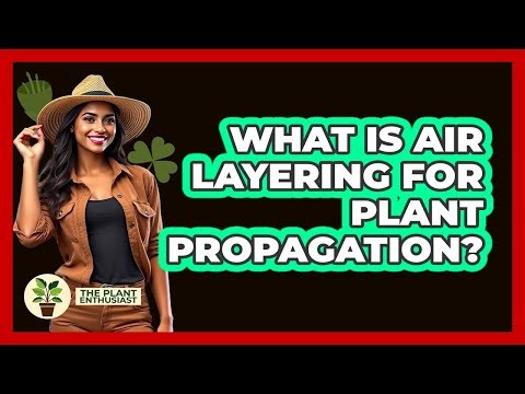 What Is Air Layering For Plant Propagation?