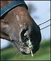 Strangles survey reveals spread and ignorance of disease - Horse & Hound