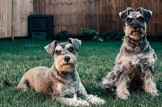 4 Ras Anjing Bertubuh Besar, Bisa Jadi Pilihan Jika Kamu Ingin Pelihara Anjing Besar - Bobo
