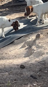 A simple piece of rubber matting on a slope is entertaining😂😂 the youngest here are enjoying it and getting dust covered in the process. 🐐💕 | Gold’n’Goats