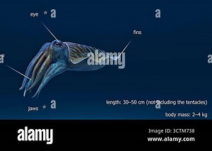 3D animation of common cuttlefish anatomy showing mantle, fins, arms, siphon, beak, and cuttlebone Stock Video Footage - Alamy