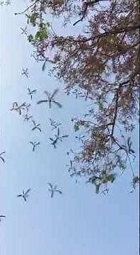 'Helicopter' Seeds Falling off a Maple Tree: Fascinating Phenomenon of nature