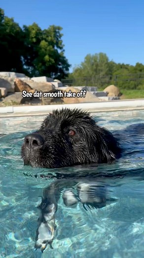 Doin what I do best #swimming #newfoundlanddog #dogs #dogvideos #doglover | Daisy the newfie