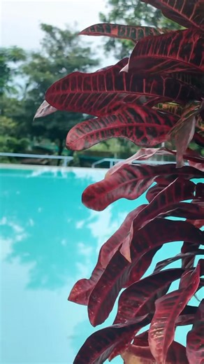 Leave the chaos behind and step into calm. Start the New Year the right way — relaxed, refreshed, and recharged at our exclusive resort. Book your stay today! Inquire now 📍 The Farm Green & Saddle Resort, Amuntay Rd., Brgy. Zone 3, Dasmariñas,Cavite #TheFarm #PrivateResortInCavite #ExclusiveresortInCavite #Nature #unwind #ResortInCavite #Naturespot #EventsPlace | The Farm Green and Saddle Resort - Cavite