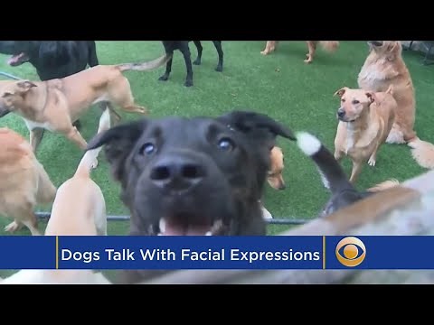 Dogs Have Facial Expressions Just For When You're Looking, Study Says