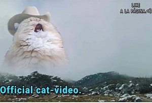 Una wena meow-rola..😌👌 | Bairito y sus gatitos.