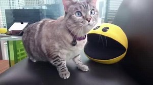 183K views · 1.8K shares | Look who’s invading Nala’s space! #FirstEver8BitMeow #PixelsMovie #SpaceInvaders Pixels | Nala_cat | Facebook