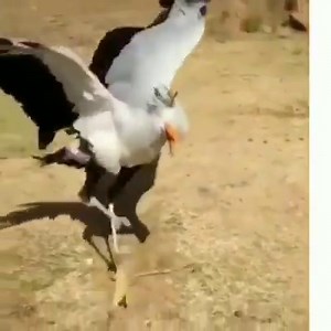 Bird aint havin it.com. | Tony Baker
