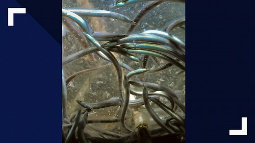 Maine's first eel season with new controls going swimmingly