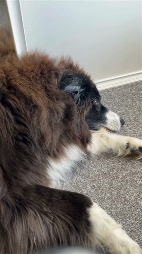 Never use the dreaded Q word... #vettech #vetmedicine #veterinarynursing #vetmed #vetnursestudent #vetnursing #vetmedhumor #VetNurse #VeterinaryNursing #VetNurseLife #CPD #ACVN | Australian College of Veterinary Nursing