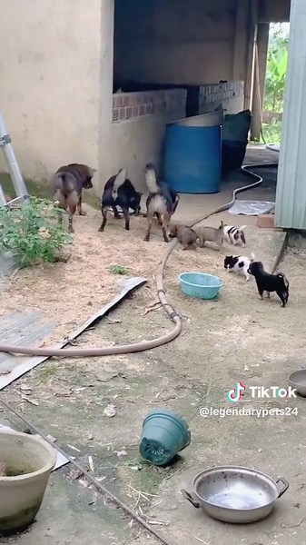 Brave Dogs Defending Against a Snake Encounter