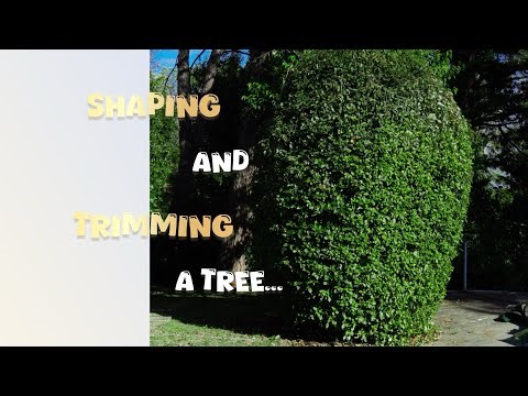 AMAZING 🤩... "Satisfying Tree Trimming And Shaping | Shaping & Trimming Tutorial