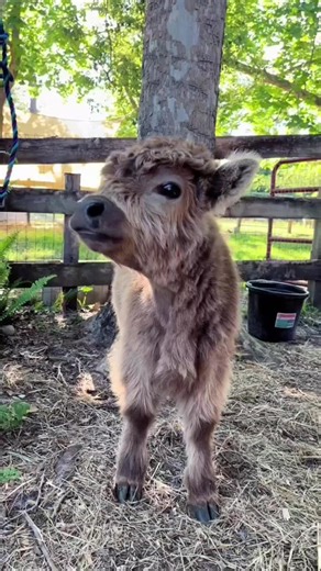 animales bebés #wildlife #dog #cats #pets #cat #pet #love #nature #animals #cutebaby #creatorsearchinsights
