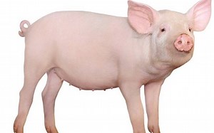 7月20日 【PIGFF】今天很猛，先认真玩再搞事