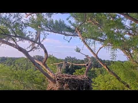 Winter Park Bald Eagles 4-13-26 at 6:52:36 PM CONGRATULATIONS! Peanut fledges! 🪶🦅🥰👏 at 89 days old!