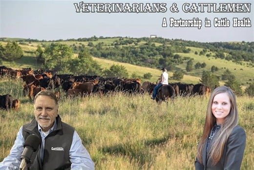 Check out our new upcoming podcast: Veterinarians & Cattlemen, A Partnership in Cattle Health, on https://americancattlemen.com/podcasts/ | American Cattlemen