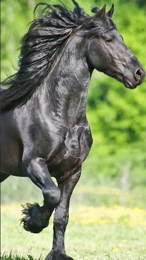 Découverte : le cheval FRISON