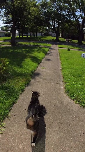 Cats playing outdoors! The life of a cat with a camera! Life through the eyes of a cat 🐈🐈‍⬛ #fyp @insta360_official Go 3