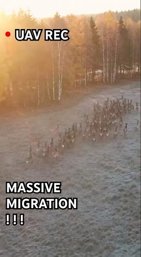 Drone Captures Massive Deer Migration — Once-in-a-Lifetime Footage