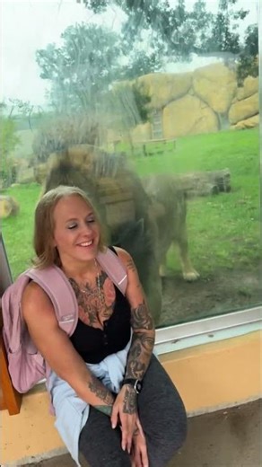 Curious Lion Paws Glass, Woman Interacts at Zoo