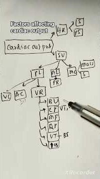 Factors affecting cardiac output