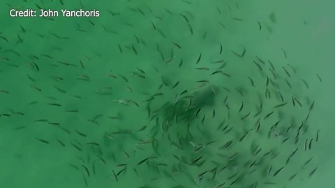 Shark and manatee followed by school of fish