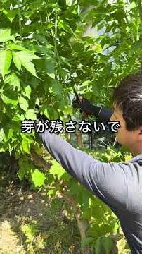 切る位置で枝が枯れたり伸びたりする？失敗しない切り方 #園芸 #ガーデニング #shorts