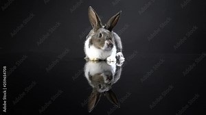 Cute little bunny rabbit on dark black background. Small white and gray rabbit isolated. Wallpaper. Easter symbol. Beautiful lovely pet. Rabbit portrait on black background with reflection.