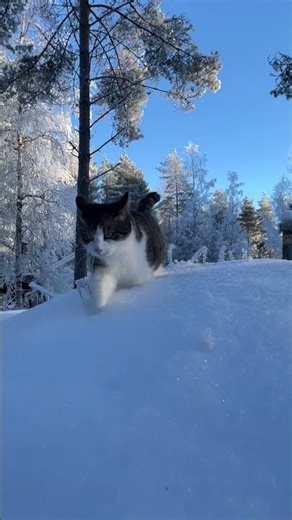 Short leg😂 #cat #catlife #cute #prettyfunny