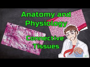 Connective Tissues (CT Proper, Cartilage, Bone, and Blood) - Anatomy & Physiology 1, Ep. 10