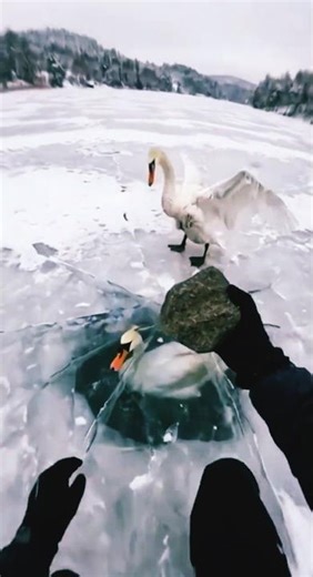 Saving a Swan Trapped Under Ice 🦢 He Wouldn't Leave Her #wildliferescue #animalrescue #shorts #swan