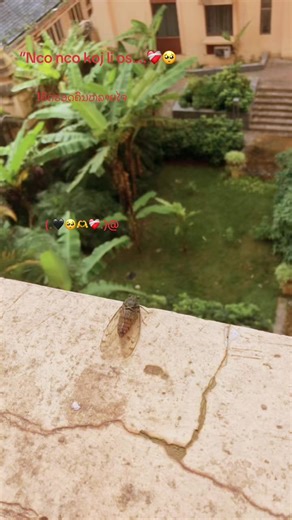 “Laiblis”Ak46 on TikTok