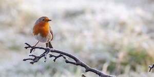 4 steps to upcycle your real Christmas tree into a bird feeder