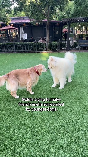 Friendly Goldie Making Friends with Younger Dogs