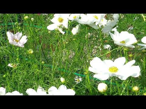 萬みきお - 契り【カラオケ】