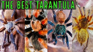 This week I am going to tell you what I think is the BEST tarantula species in the hobby! I quickly mention a few species that come close, but dont quite take title! 💥SUBSCRIBE💥 to see more helpful videos about keeping 🕷tarantulas🕷: https://goo.gl/UAySKx 🕷👀Visit My Website👀🕷 (Shirts, Discount Codes, Supplies, Care Sheets): https://www.thetarantulacollective.com/ | The Tarantula Collective