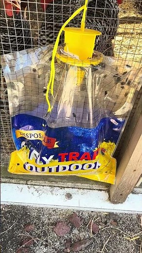 Easy Outdoor Fly Trap Setup for Chicken Coop
