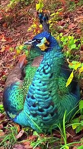 31K views · 206 reactions | What a beautiful colors.. ❤李 | Mona & Art | Facebook