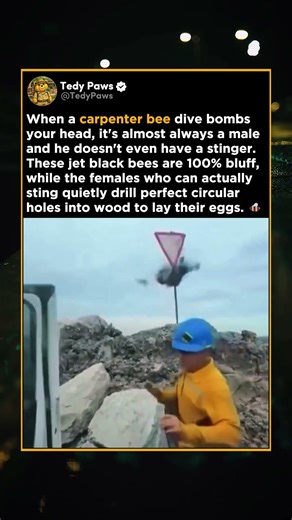 Black Bees Don't Attack Humans Unless This Happens