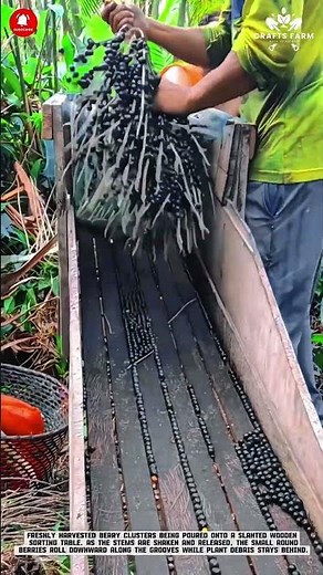 Manual Berry Separator: Simple Gravity Sorting for Clean Harvest Results #gardeningtips
