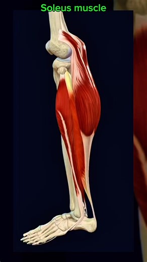 145K views · 2.4K reactions | Soleus #muscle #anatomy 例️‍♀️ | Dr. Ishtiaque Arafat | Facebook