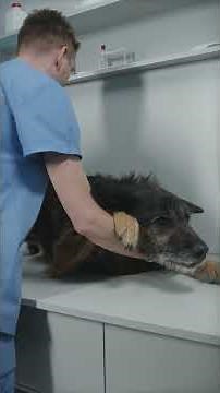 Is your dog vomiting yellow? Veterinarians explain the causes