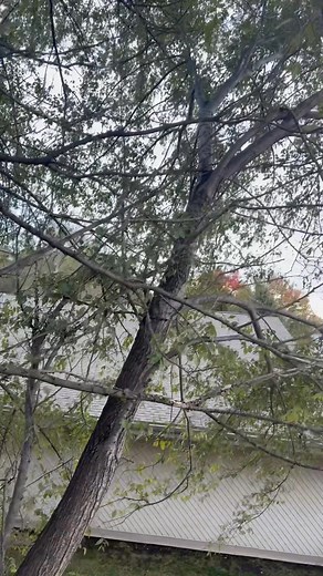 Today’s tree with no cleanup | Vogel Construction & Tree Removal Llc | Facebook