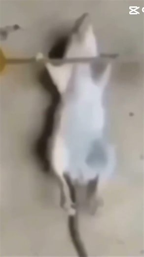 guys don’t bully him he’s working on it! #funny #slay #viral ￼