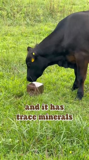 11K views · 282 reactions | Why are cows always licking this rock? 直 #farmanimals #cows #minerals #livestock #tips | Stoney Ridge Farmer | Facebook