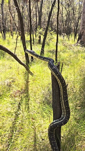 Sunshine Coast Snake Catchers 24/7 on Instagram: "What a beautiful sight 🐍 🌱 If you ever see a snake in the wild, stand back and take a moment to appreciate it in its natural element. If they do not feel threatened by you and they have their space, they truely are a peaceful animal to admire! This video was taken during release by Wooly! 0408545440 📞 #australia #qld #carpetpython #snakecatcher #climbing #nonvenomous"