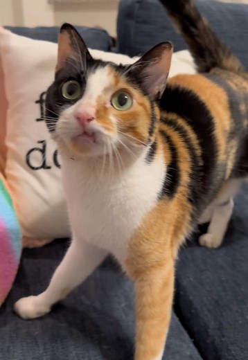 Wobbly Cats: Understanding Cerebellar Hypoplasia