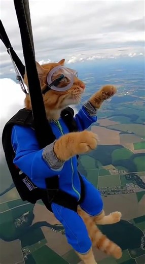 Parachuting Cat's Wild Air Adventure!