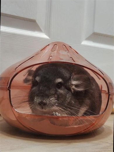 My Chinchilla Dust Bath (Cutest Pets)